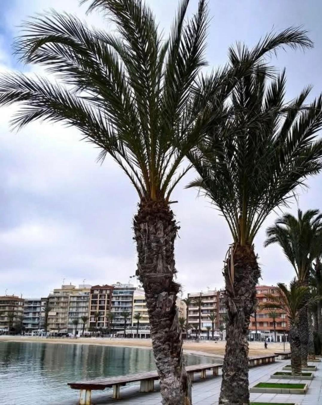 Calle De Palangre 17 Apartment 托雷维耶哈 外观 照片